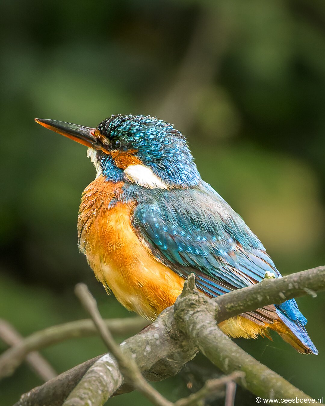 IJsvogels | Schiedam, 14 mei 2025