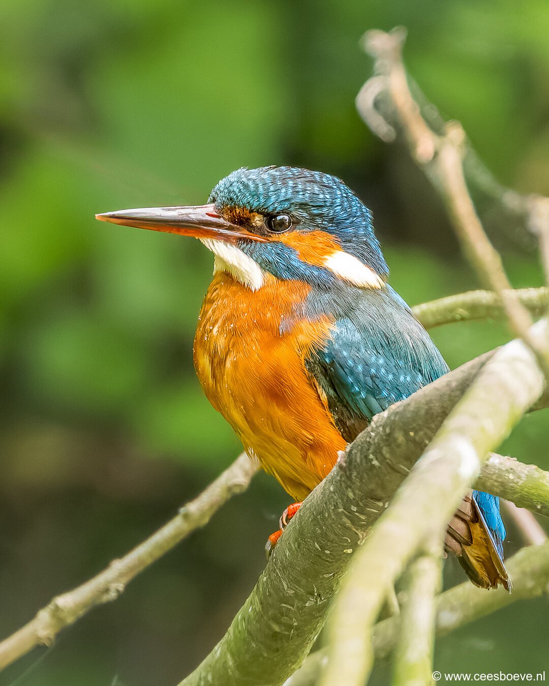 IJsvogels | Schiedam, 14 mei 2025