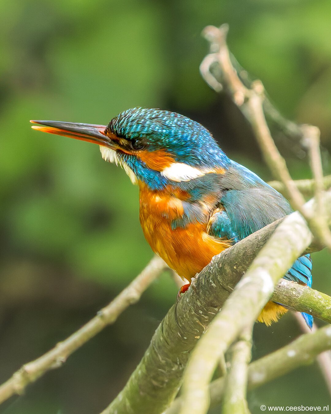 IJsvogels | Schiedam, 14 mei 2025