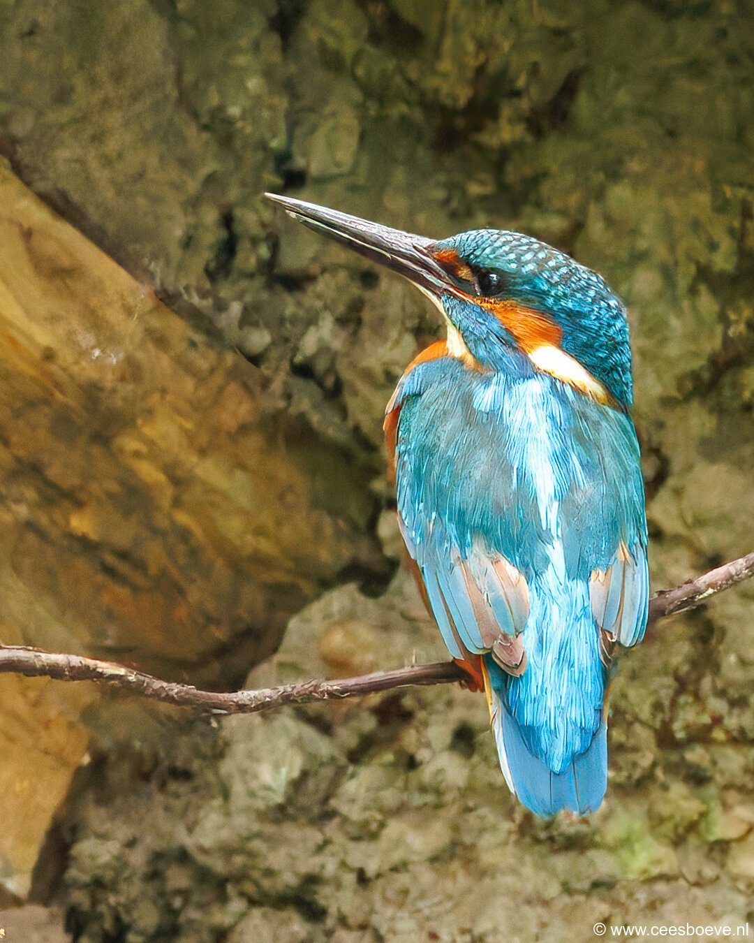 IJsvogels | Schiedam, 14 mei 2025