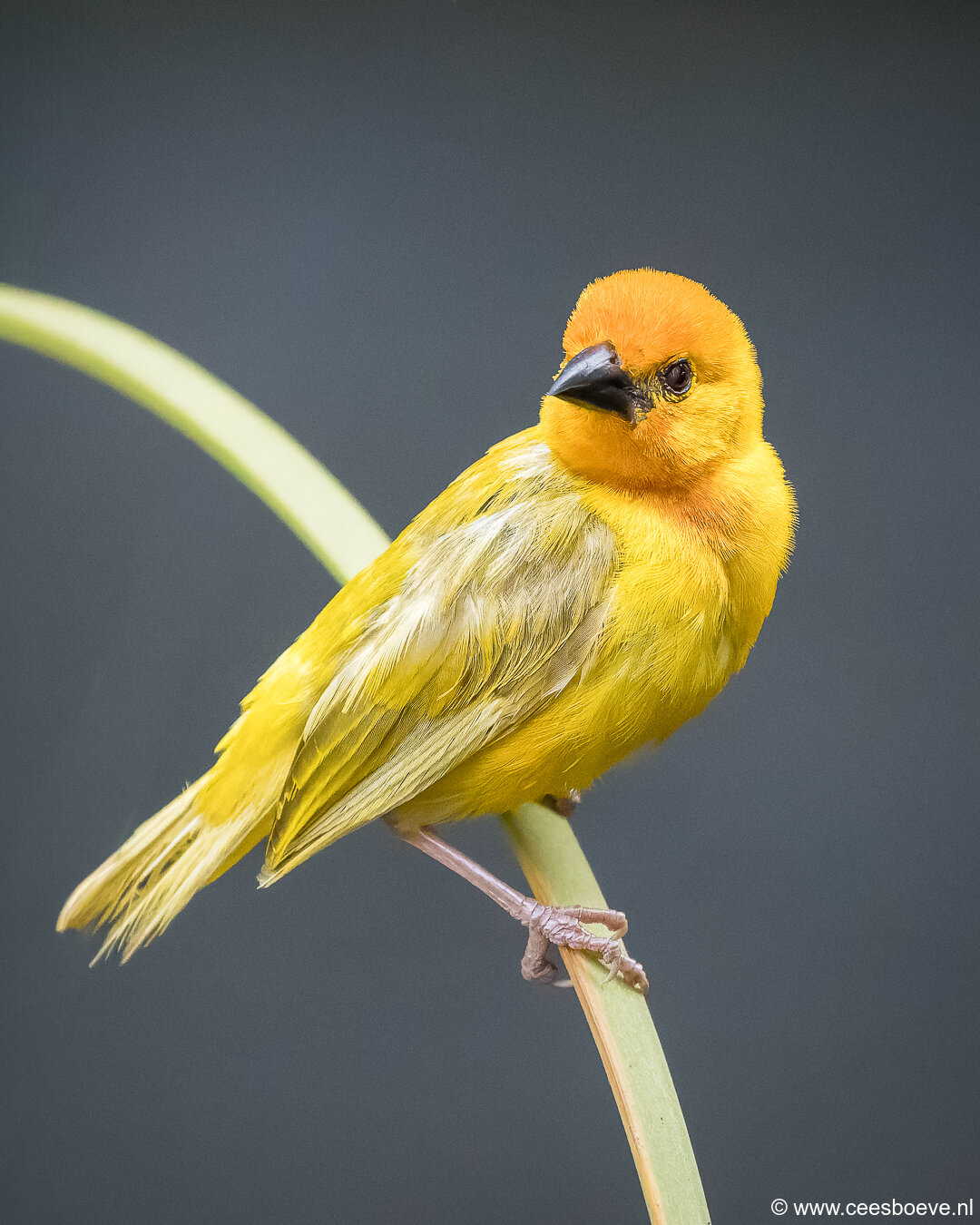 232A3123-DxO_DeepPRIME-3