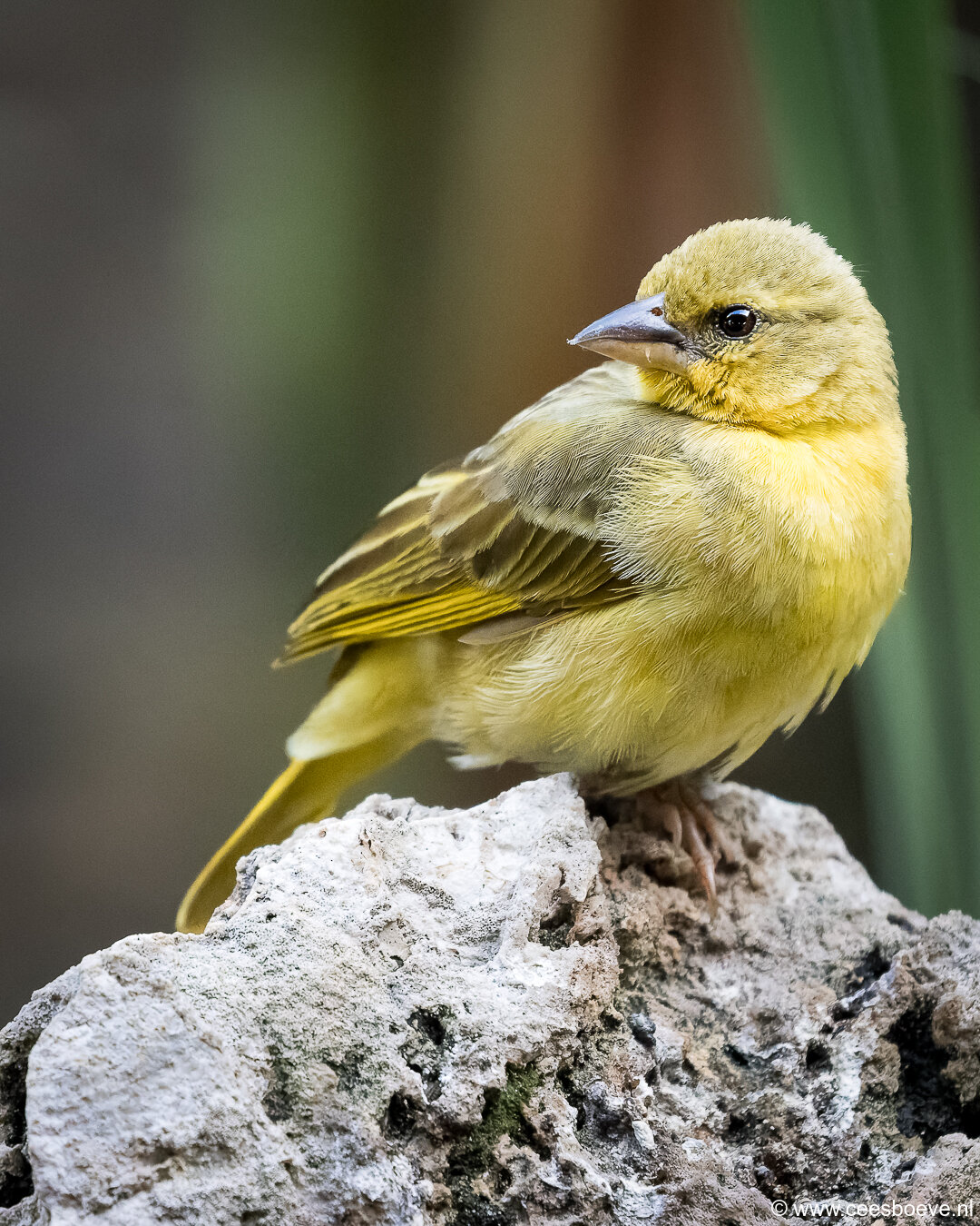 232A3128-DxO_DeepPRIME-3