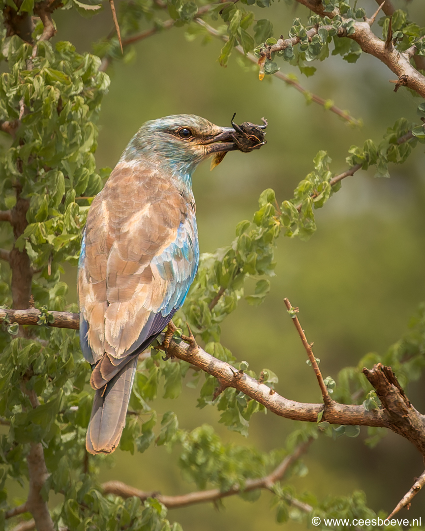 Scharrelaar | Tsavo West National Park, 4 december 2025