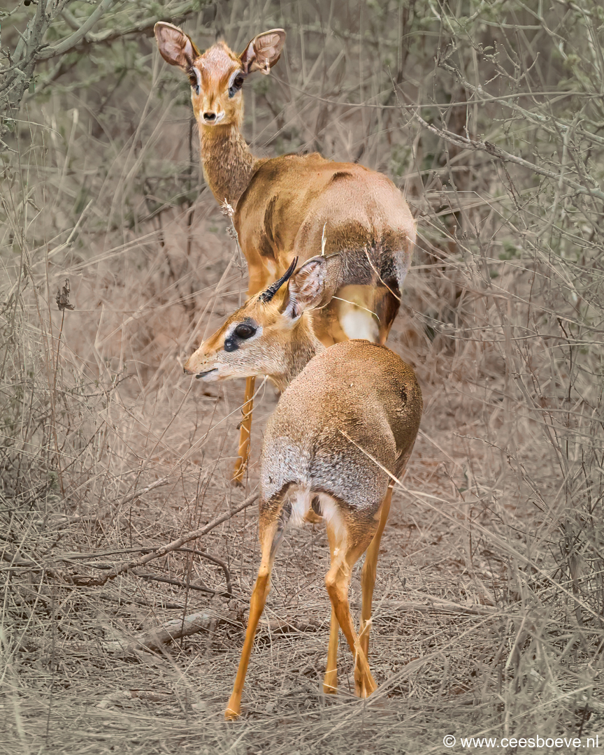 Dikdik | Tsavo West National Park, 4 december 2025