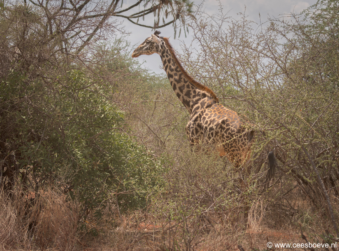 232A3171-DxO_DeepPRIME-3-bewerkt