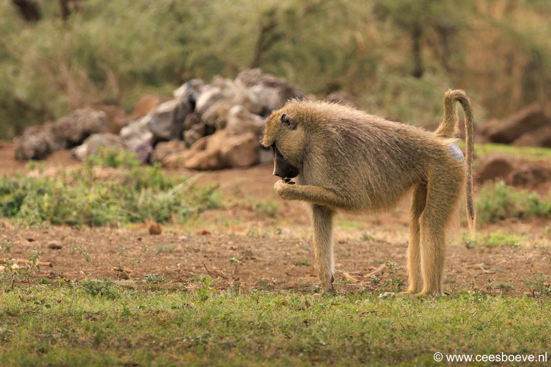 Baviaan | Tsavo West National Park, 4 december 2025