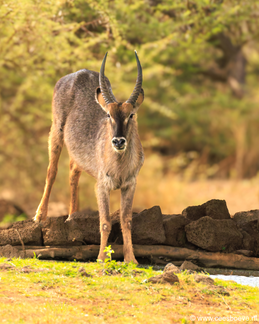 Waterbok | Tsavo West National Park, 4 december 2025