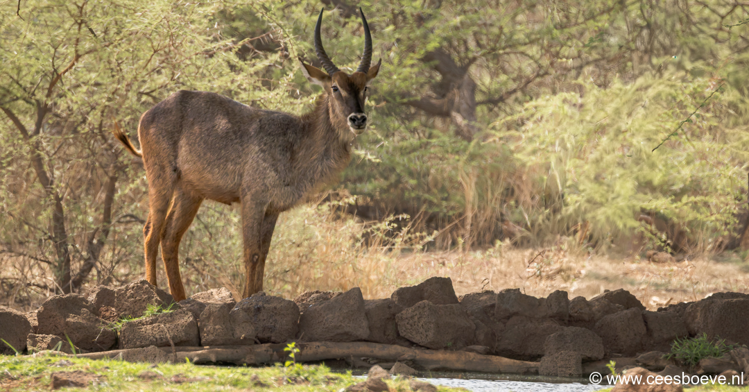 Waterbok | Tsavo West National Park, 4 december 2025