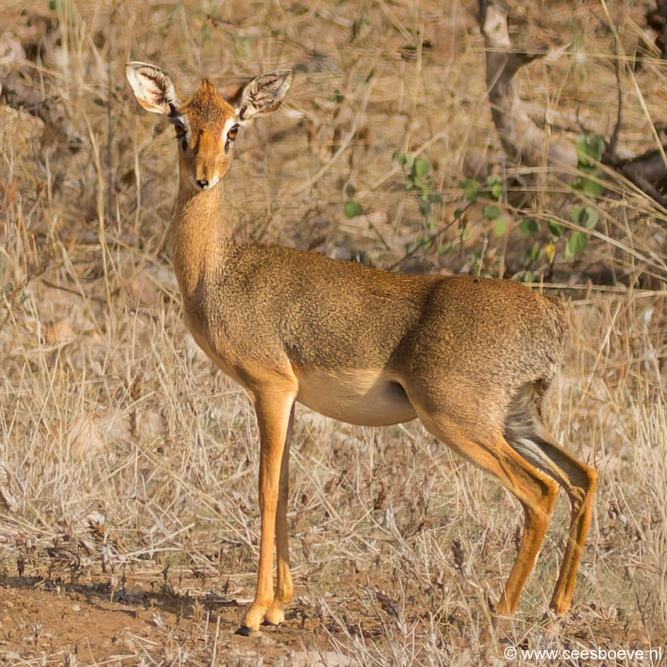 Dikdik | Tsavo West National Park, 4 december 2025