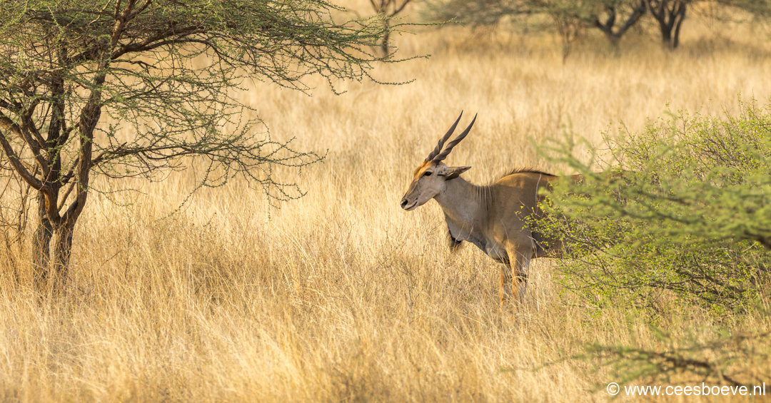 Elandantilope | Tsavo West National Park, 4 december 2025