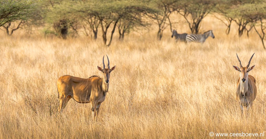 Elandantilope | Tsavo West National Park, 4 december 2025
