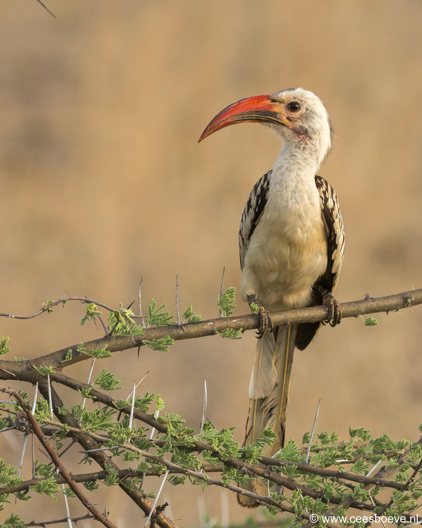 Roodsnaveltok| Tsavo West National Park, 4 december 2025