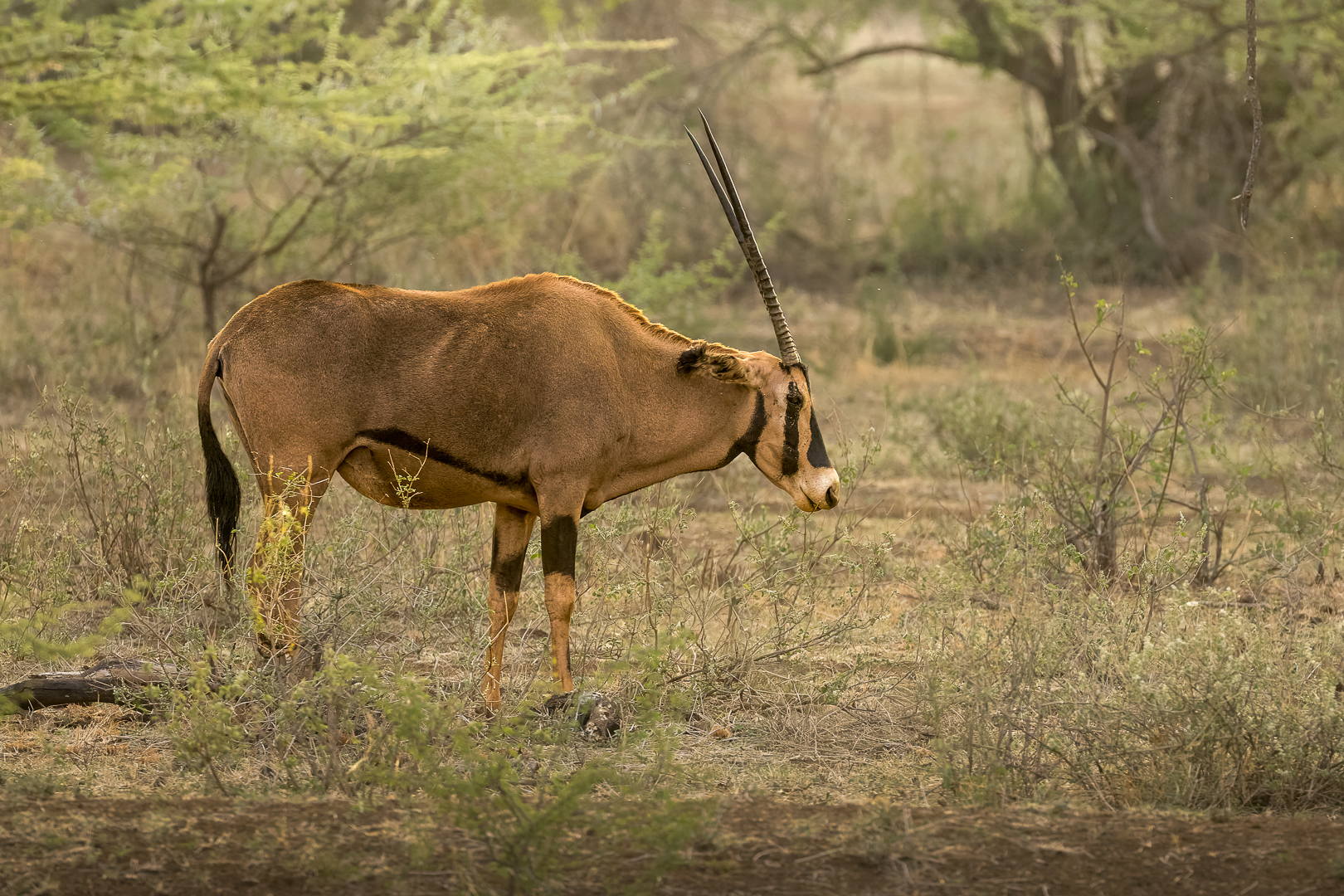 Oryx| Tsavo West National Park, 5 december 2025