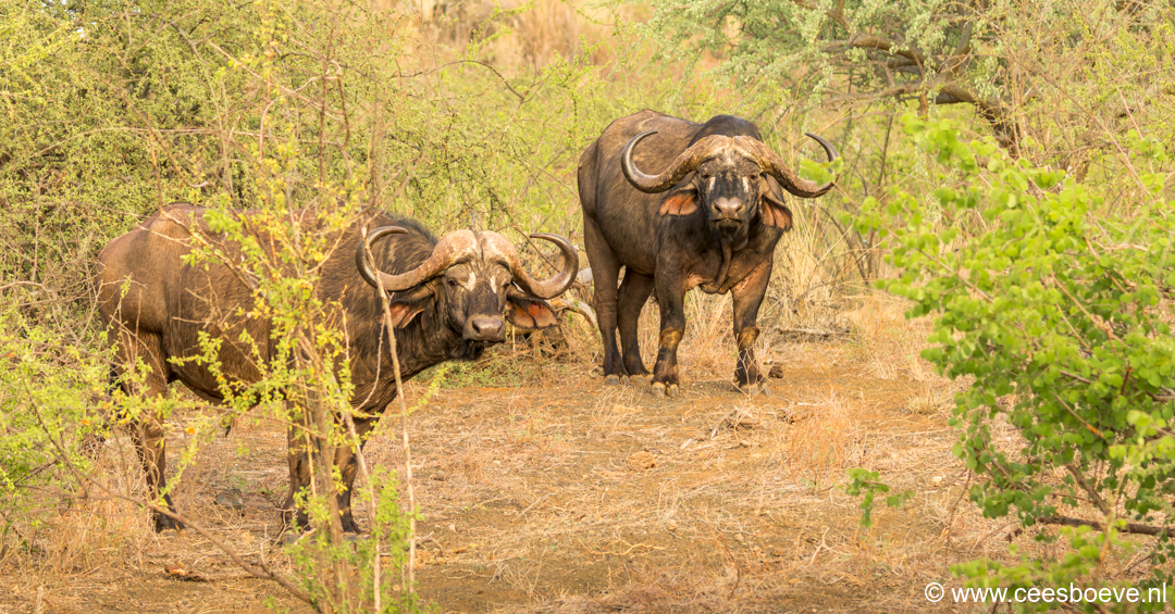 Buffel | Tsavo West National Park, 5 december 2025