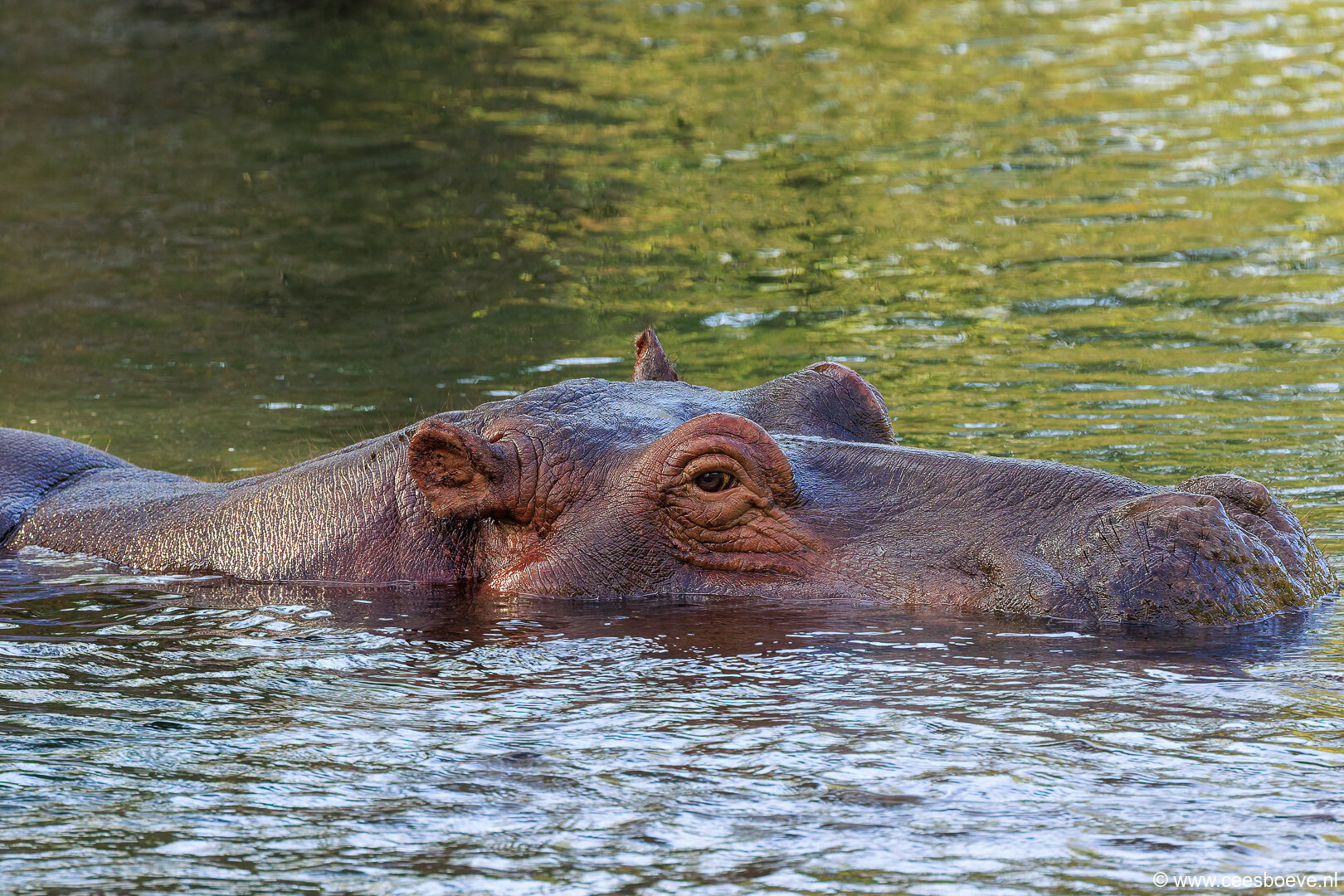 232A3383-DxO_DeepPRIME-3-bewerkt-2