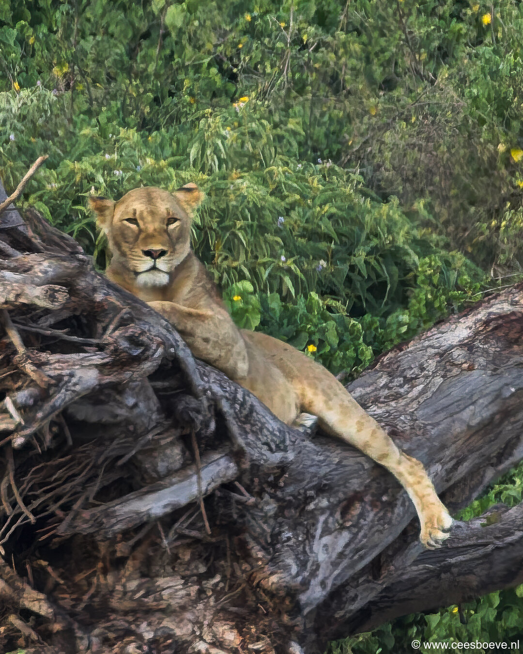 232A3425-DxO_DeepPRIME-3-bewerkt-bewerkt-2