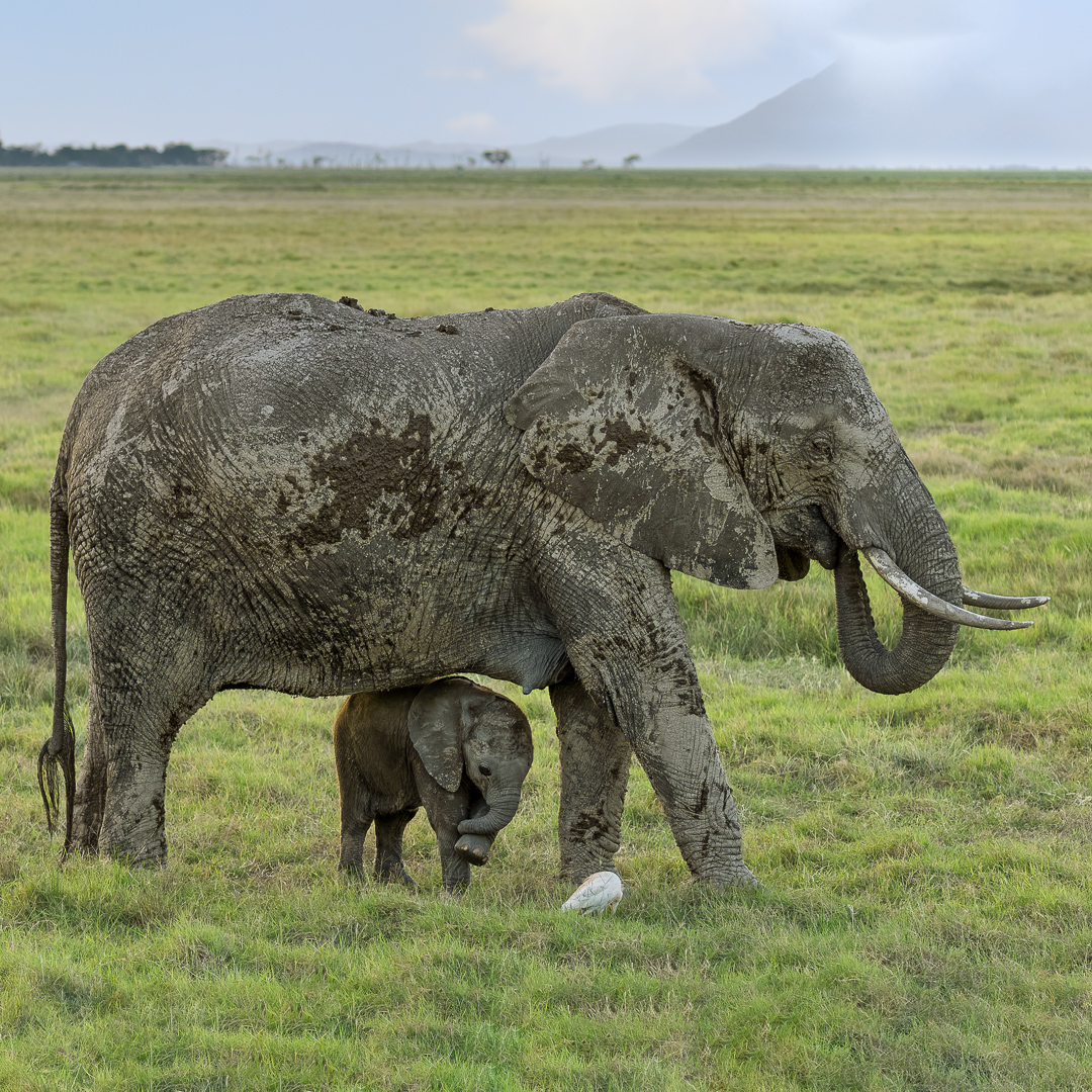 Olifanten | Amboseli National Park, 6 december 2025