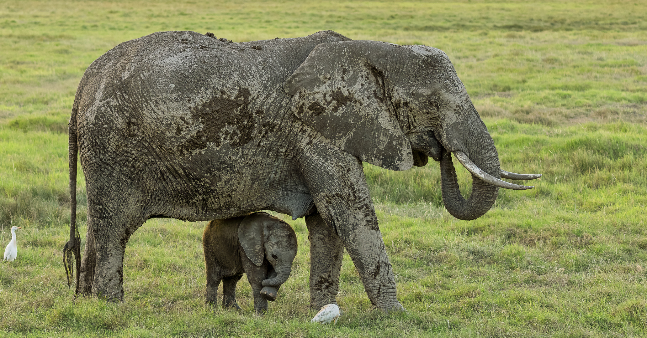 Olifanten | Amboseli National Park, 6 december 2025