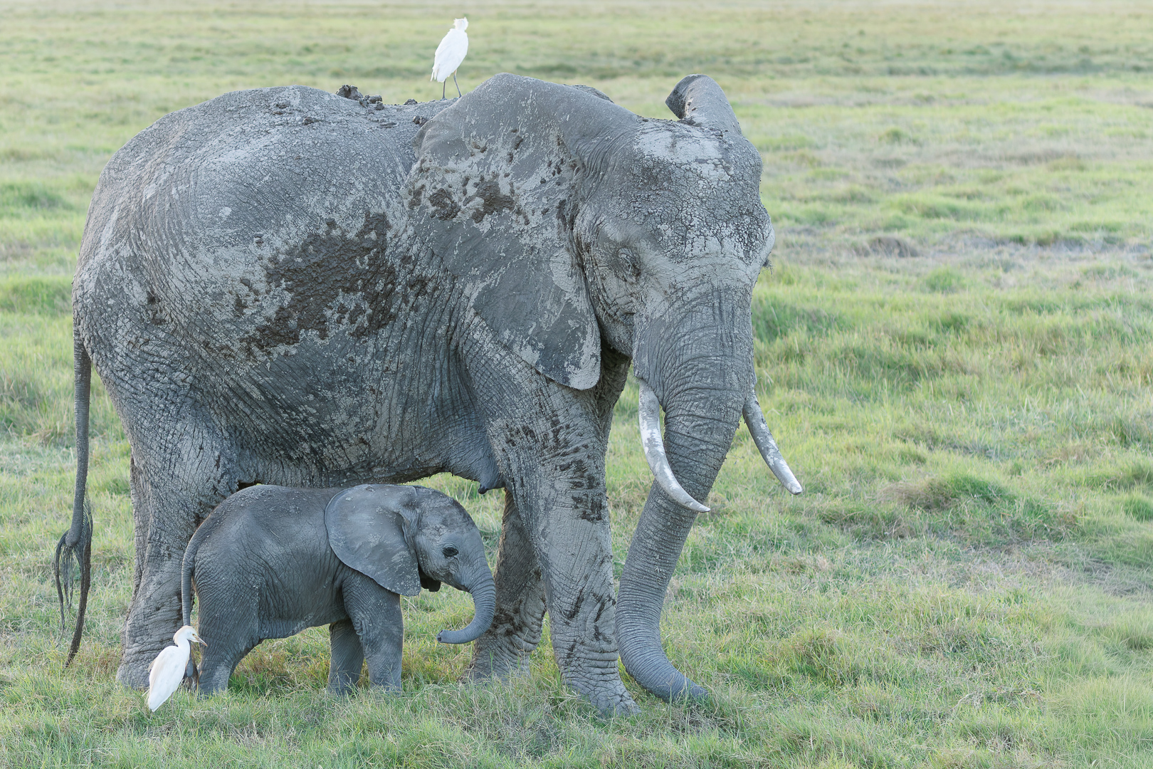 Olifanten | Amboseli National Park, 6 december 2025