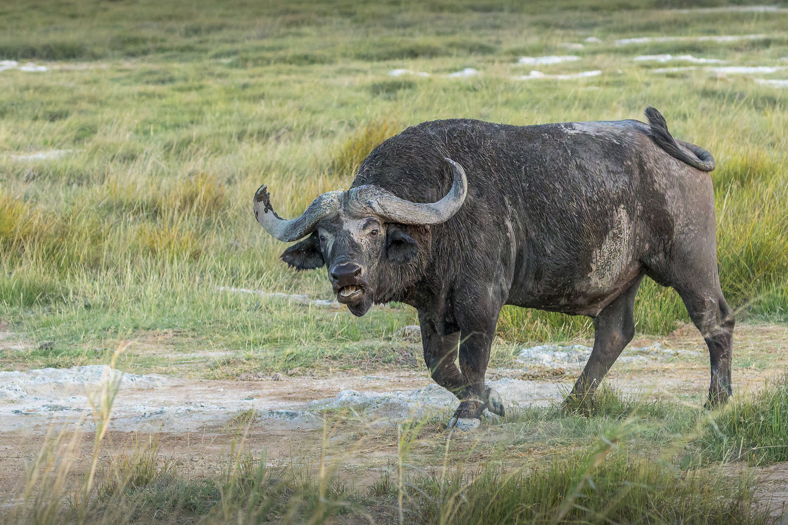 Buffels | Amboseli National Park, 6 december 2025