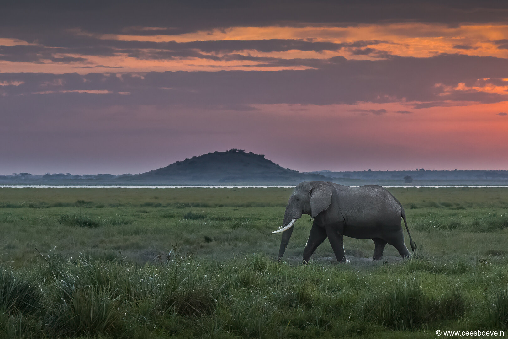 Olifanten | Amboseli National Park, 6 december 2025