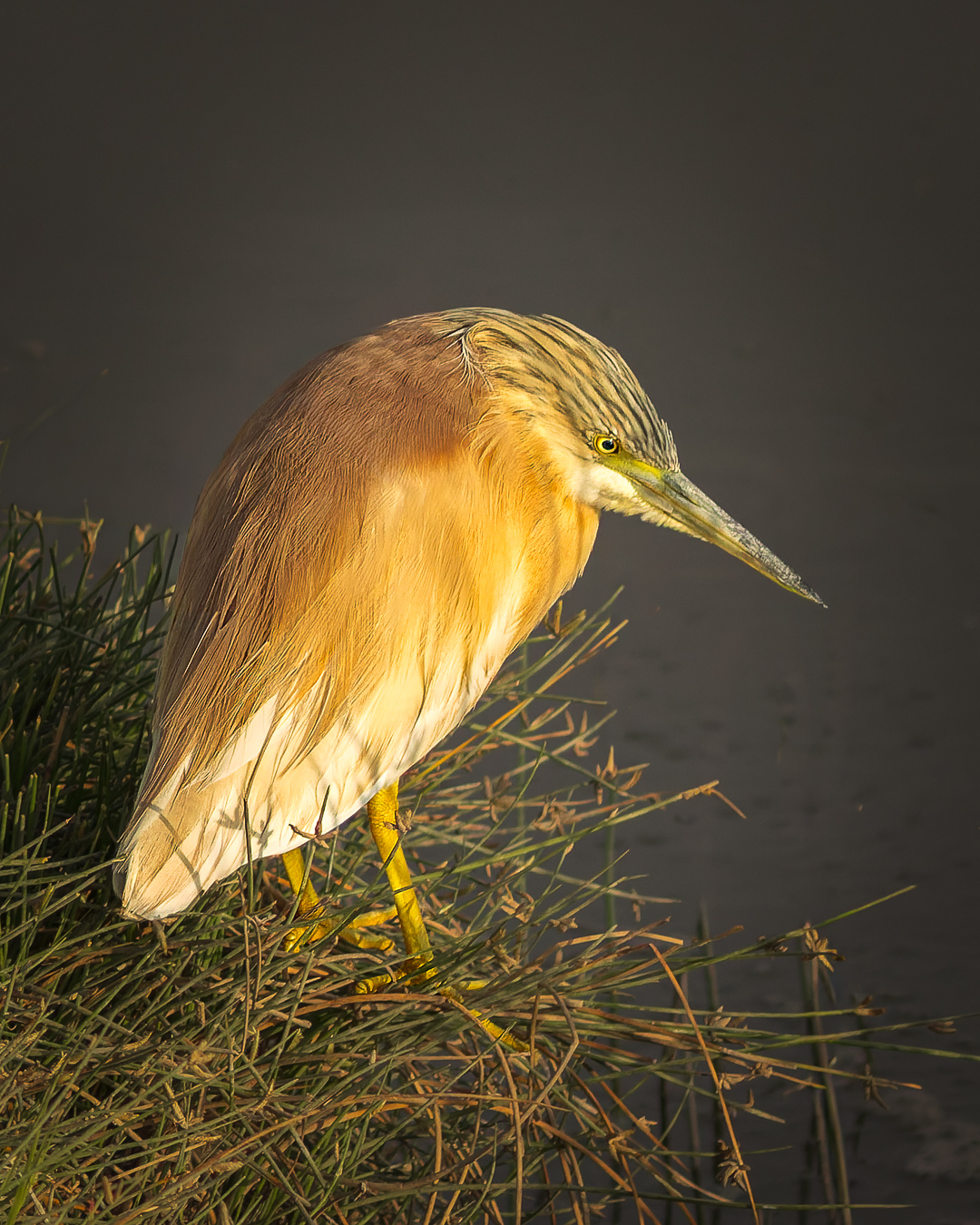 232A3556-DxO_DeepPRIME-3-bewerkt