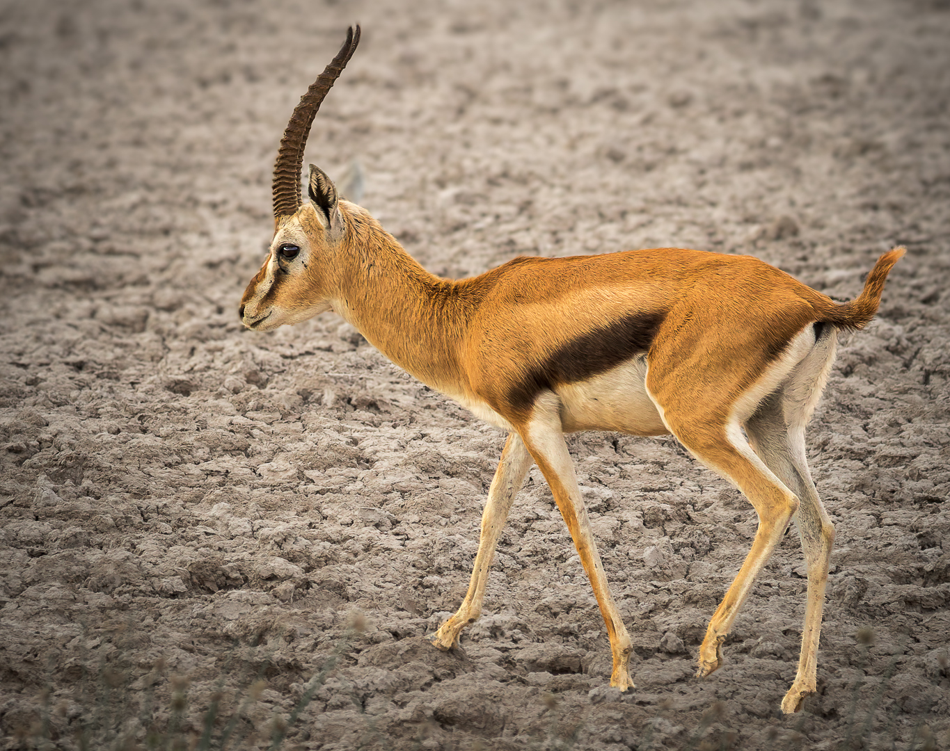 232A3595-DxO_DeepPRIME-3-bewerkt