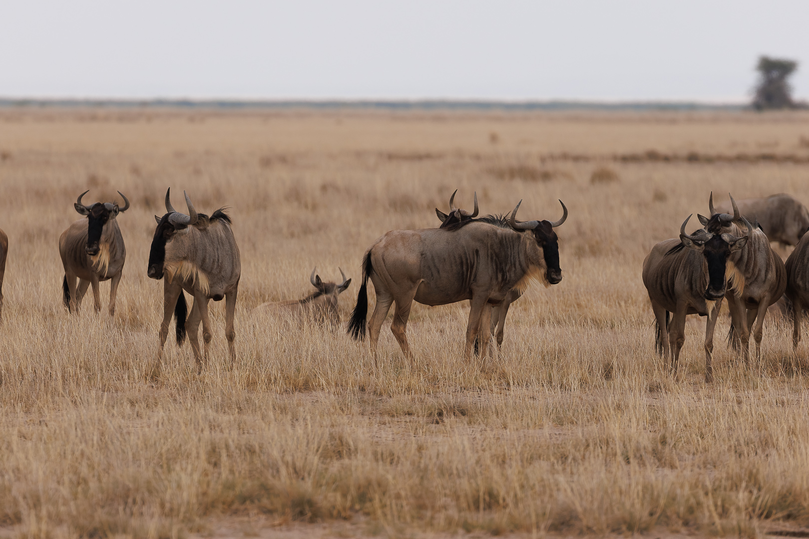 232A3618-DxO_DeepPRIME-3