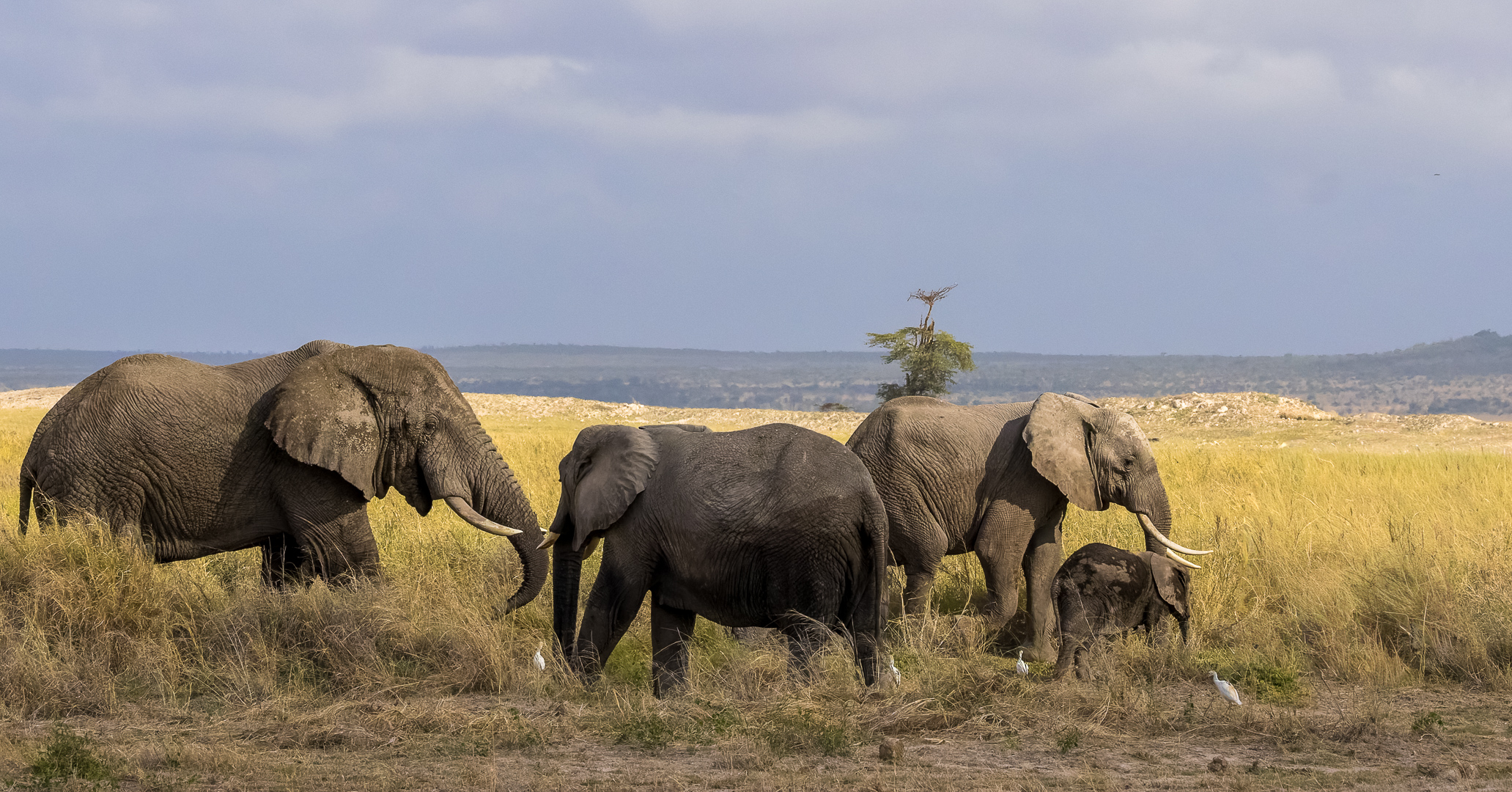 Olifanten | Amboseli National Park, 6 december 2025