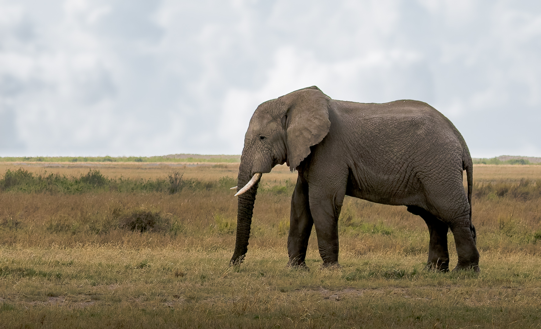 Olifanten | Amboseli National Park, 6 december 2025