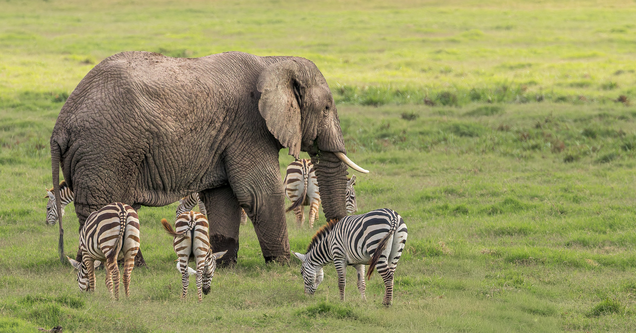 Olifanten | Amboseli National Park, 6 december 2025