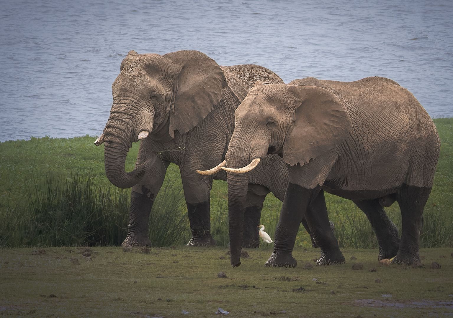 Olifanten | Amboseli National Park, 6 december 2025