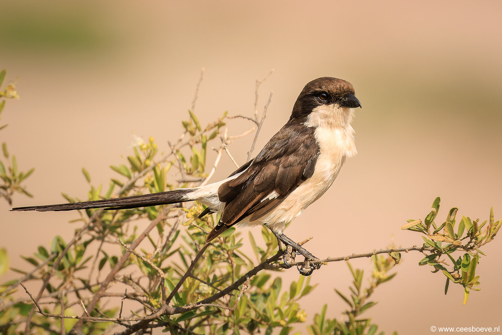 232A3793-DxO_DeepPRIME-3-bewerkt