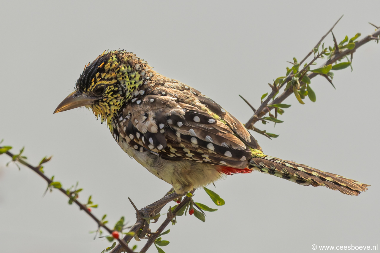 232A3837-DxO_DeepPRIME-3-bewerkt-Instagram-2