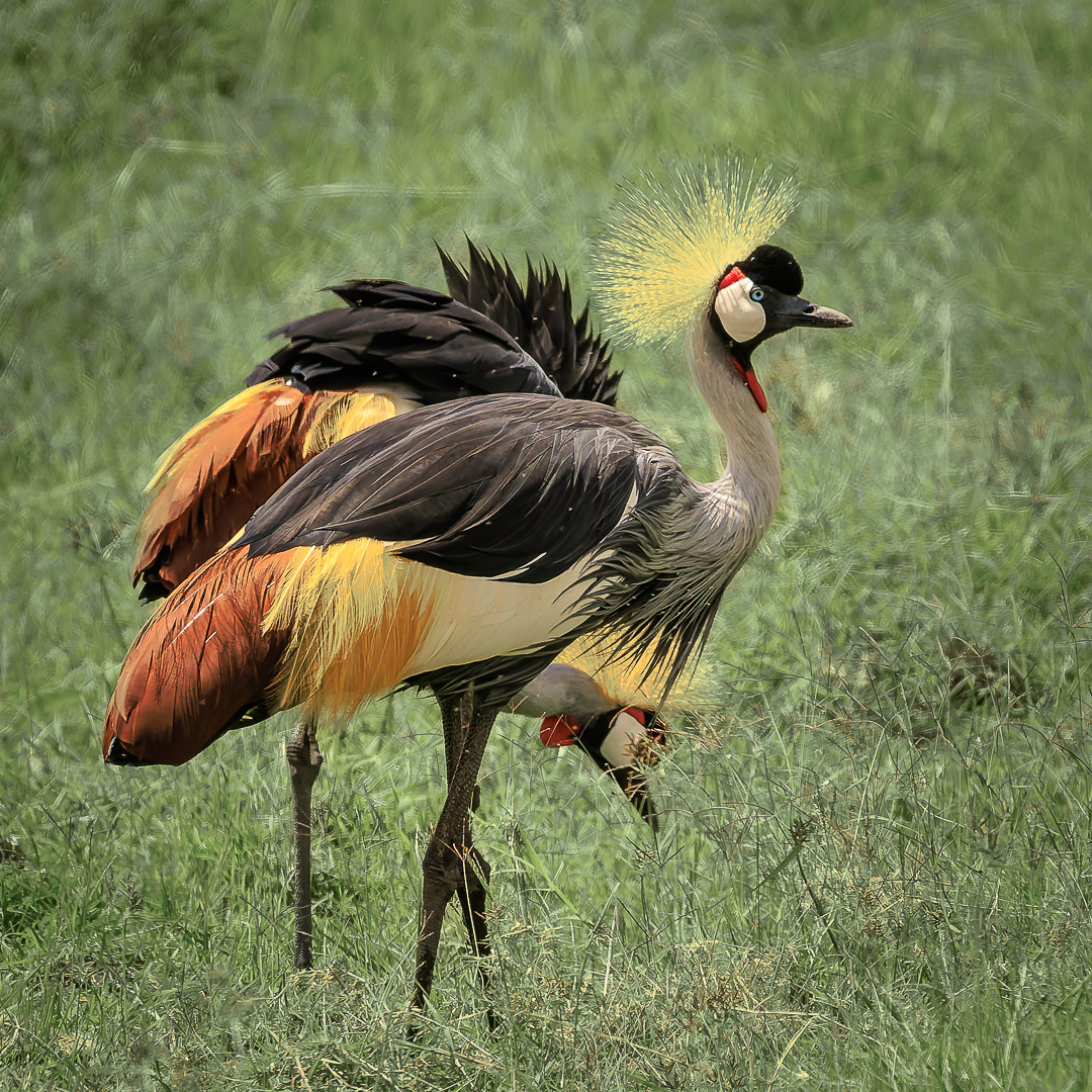 232A3925-DxO_DeepPRIME-3