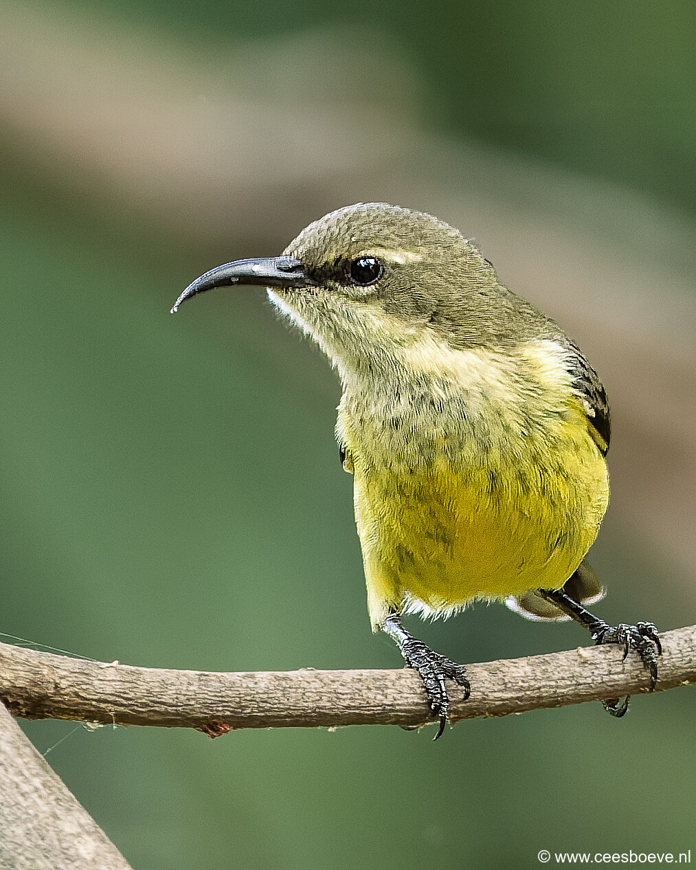 232A7639-DxO_DeepPRIME-3-bewerkt