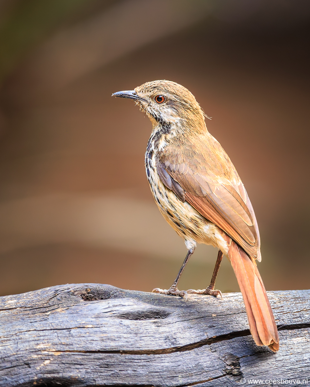 232A7642-DxO_DeepPRIME-3-bewerkt