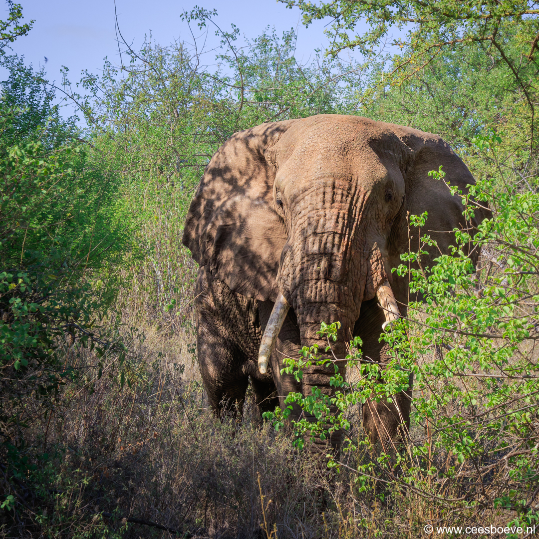 Olifanten | Tsavo West National Park, 4 december 2025