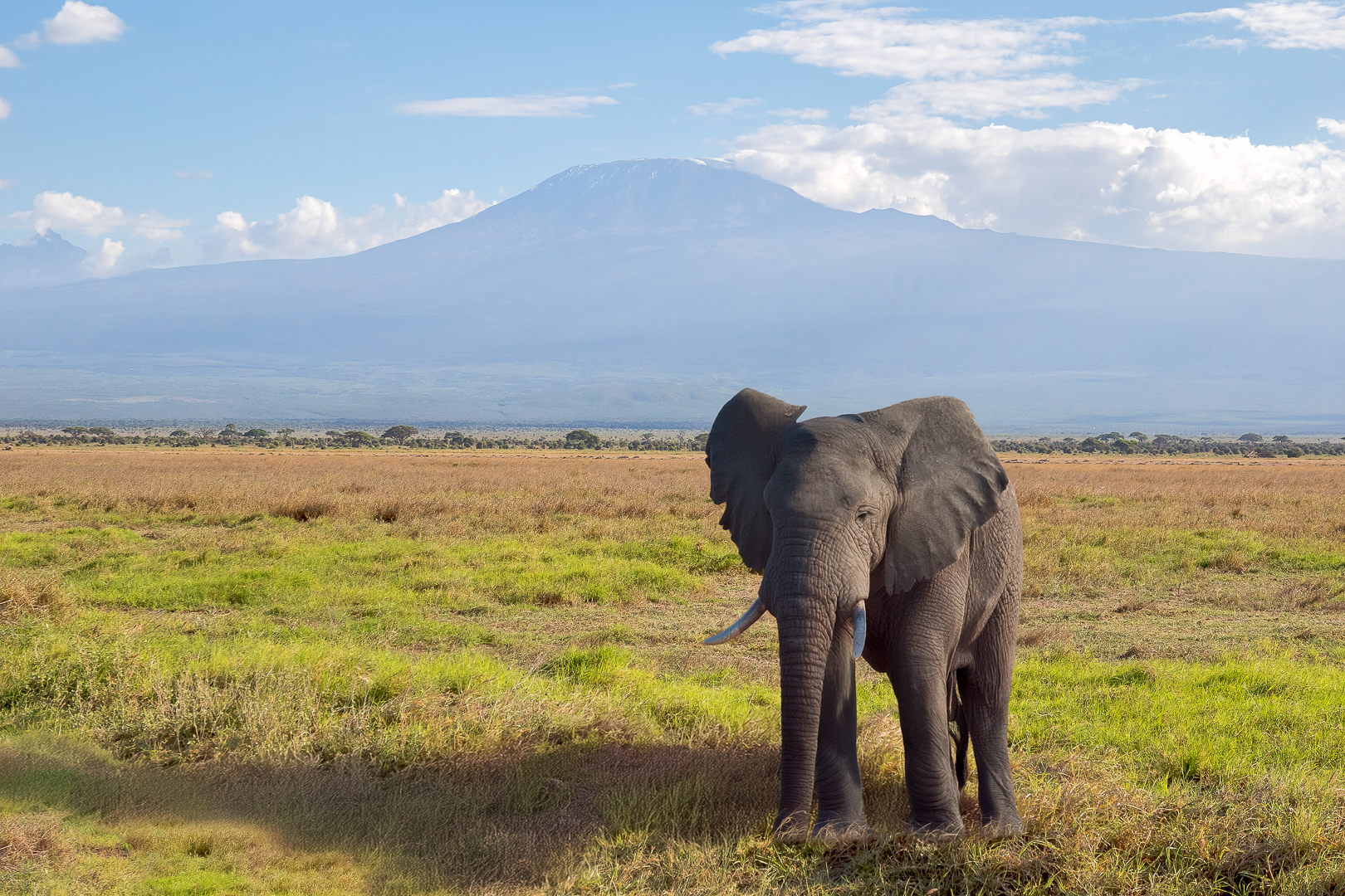 Olifant | Amboseli National Park, 5 december 2025