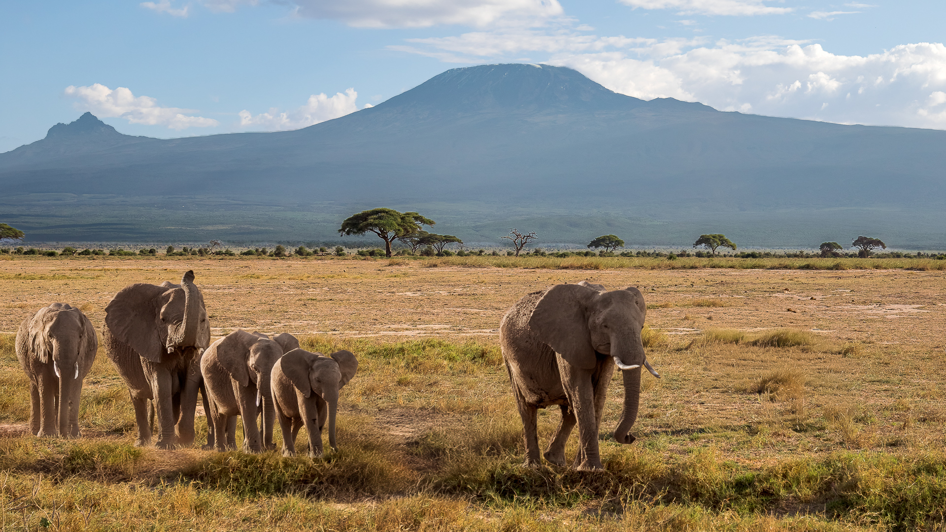 Olifanten | Amboseli National Park, 5 december 2025
