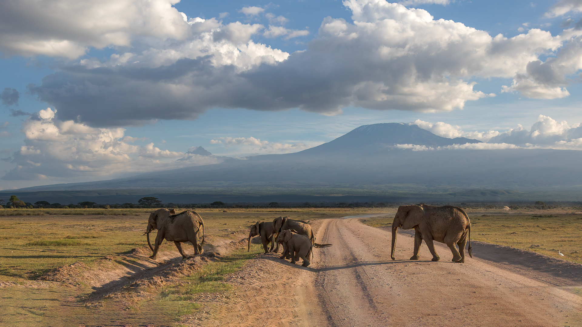 Olifanten | Amboseli National Park, 5 december 2025