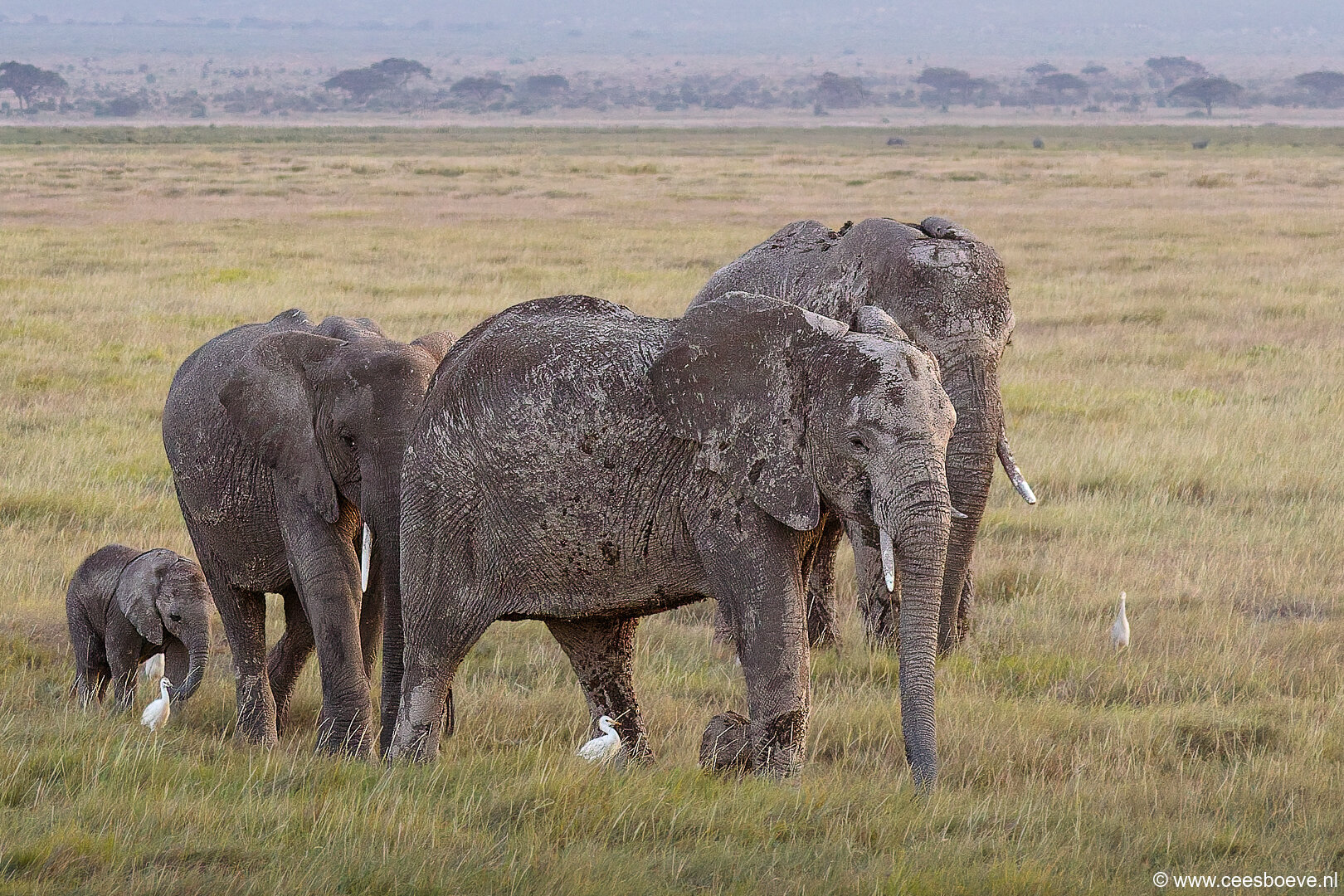 Olifanten | Amboseli National Park, 6 december 2025