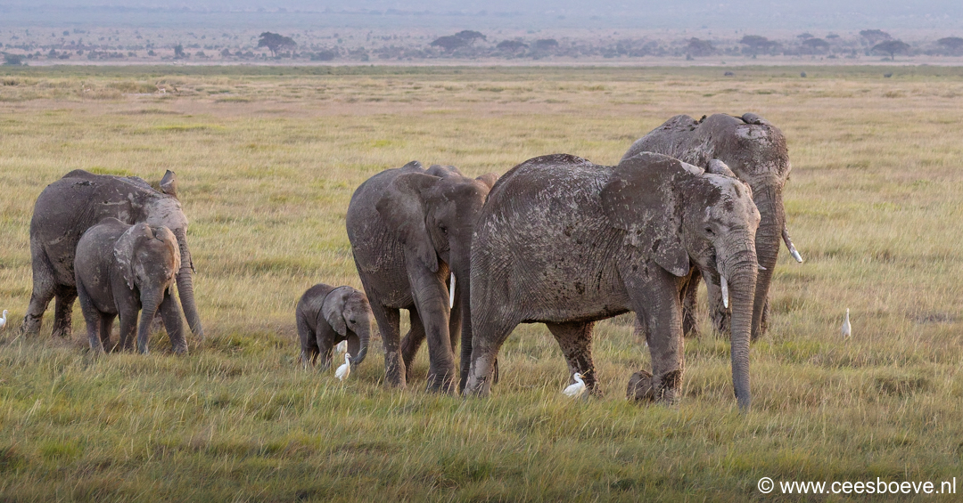 Olifanten | Amboseli National Park, 6 december 2025