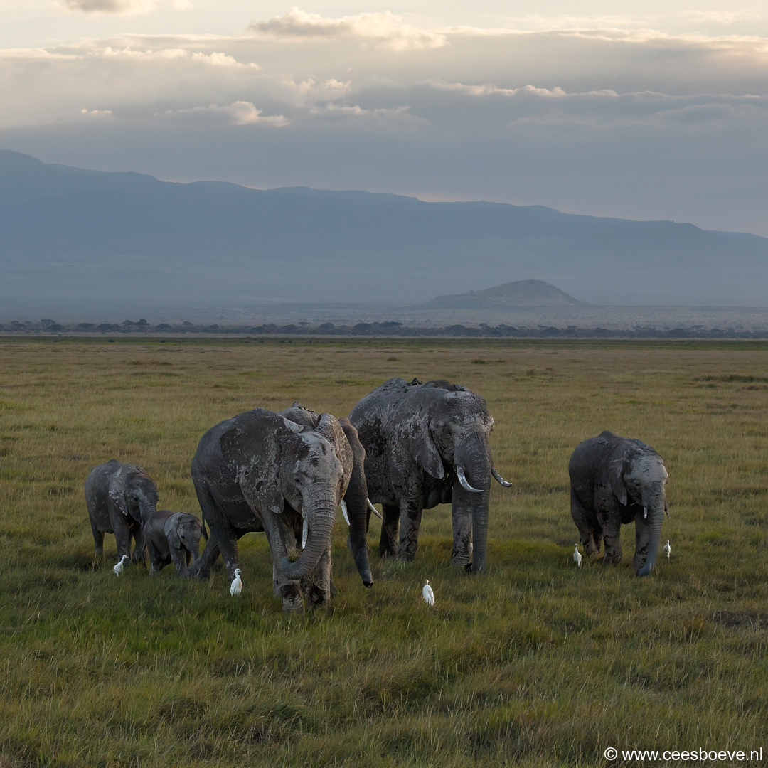 Olifanten | Amboseli National Park, 6 december 2025