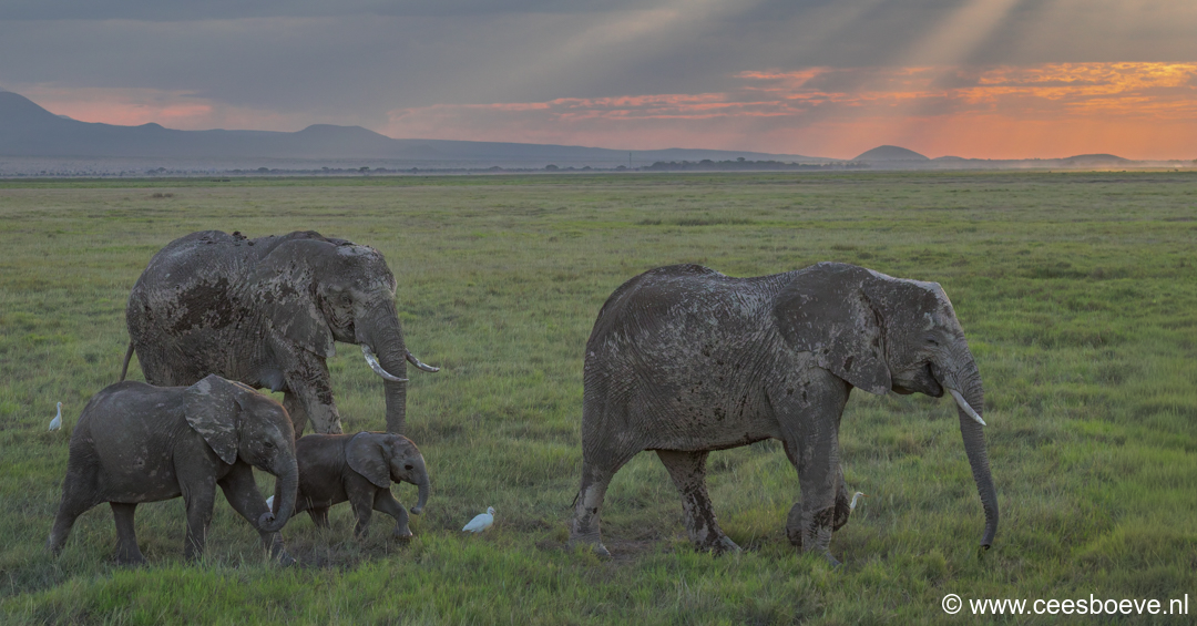 Olifanten | Amboseli National Park, 6 december 2025