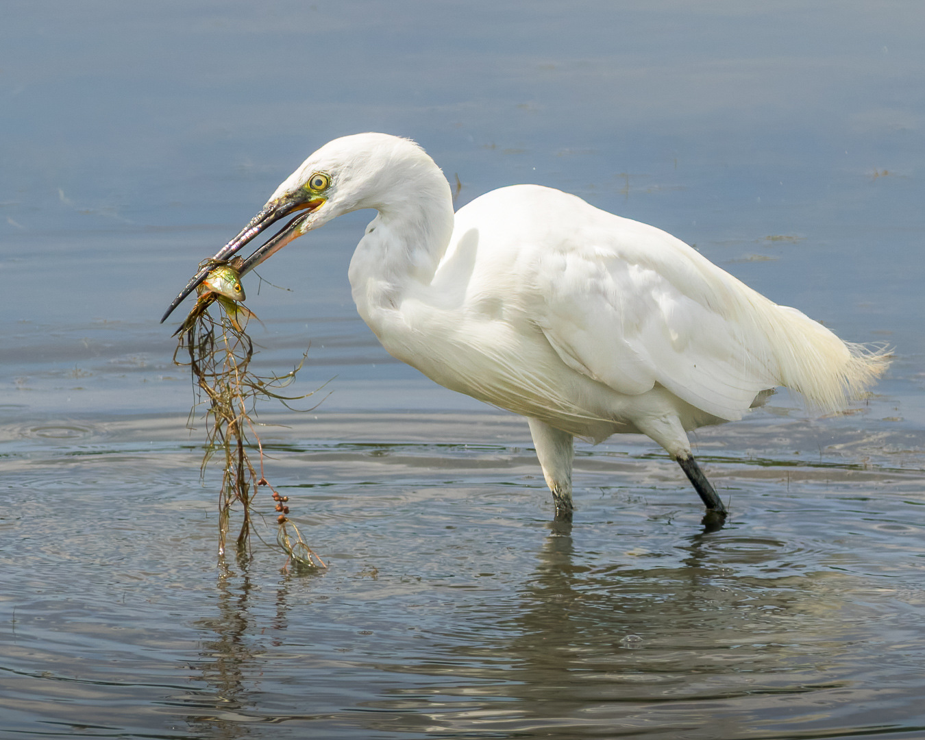 Kleine zilverreiger | Eendrachtspolder, 31 juli 2026