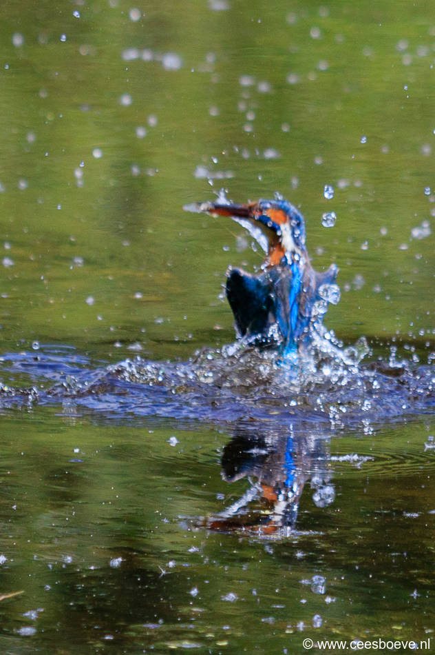 IJsvogels | Prielenbos, 21 juli 2017