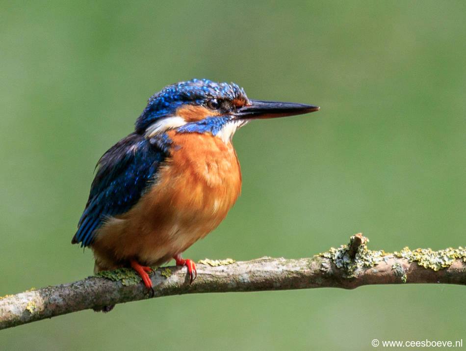 IJsvogels | Prielenbos, 21 juli 2017