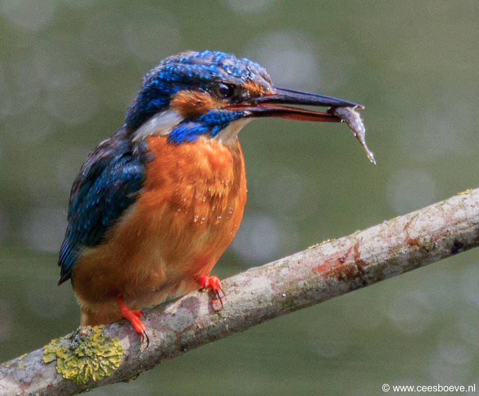IJsvogels | Prielenbos, 21 juli 2017