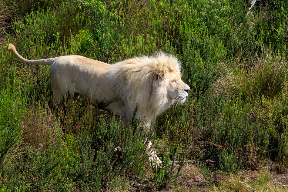 Witte leeuw  | Tenikwa Wildlife Centre, Zuid-Afrika, 28 december 2018